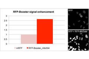 Image no. 1 for RFP-Booster (Atto 594) (ABIN1082216)