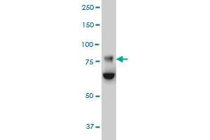 Image no. 1 for anti-F-Box Protein 42 (FBXO42) (AA 619-717) antibody (ABIN565737)