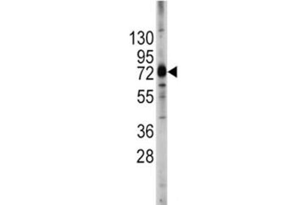 ABCG2 抗体  (AA 305-335)