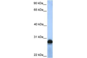 Image no. 1 for anti-Sialic Acid Binding Ig-Like Lectin 12 (SIGLEC12) antibody (ABIN2463321)