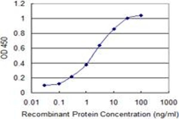 anti-Carbohydrate (Chondroitin 4) Sulfotransferase 12 (CHST12) (AA 56-150) antibody