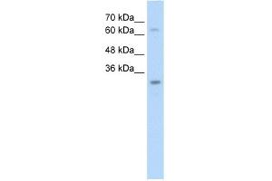 Image no. 1 for anti-Non-SMC Element 1 Homolog (NSMCE1) (N-Term) antibody (ABIN2781253)