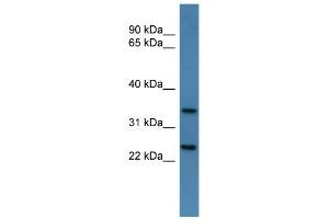 Image no. 2 for anti-Chloride Channel, Nucleotide-Sensitive, 1A (CLNS1A) (C-Term) antibody (ABIN2784698)
