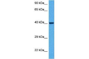 Image no. 2 for anti-Potassium Channel, Subfamily K, Member 3 (KCNK3) (C-Term) antibody (ABIN2776142)