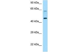 Image no. 1 for anti-Corticotropin Releasing Hormone Receptor 1 (CRHR1) (C-Term) antibody (ABIN2789561)