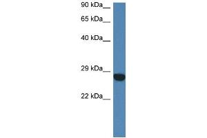 Image no. 1 for anti-Coiled-Coil Domain Containing 90B (CCDC90B) (N-Term) antibody (ABIN2783844)
