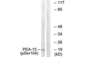 Western blot analysis of extracts from COS7 cells treated with TNF 20ng/ml 5', using PEA-15 (Phospho-Ser104) Antibody.