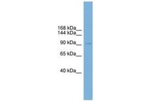 Image no. 1 for anti-Polyhomeotic Homolog 2 (Drosophila) (PhC2) (AA 35-84) antibody (ABIN6744909)