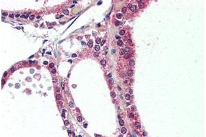 NR1D2 antibody  (Internal Region)