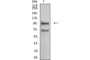 Image no. 4 for anti-Neural Cell Adhesion Molecule 1 (NCAM1) (AA 568-708) antibody (ABIN5611152)