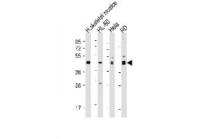 Image no. 2 for anti-Myogenic Differentiation 1 (MYOD1) (AA 211-240) antibody (ABIN656575)