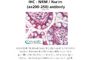Image no. 1 for anti-Nurim (Nuclear Envelope Membrane Protein) (NRM) (AA 200-250) antibody (ABIN1737534)