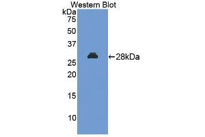 Image no. 1 for anti-Mitogen-Activated Protein Kinase-Activated Protein Kinase 2 (MAPKAPK2) (AA 117-337) antibody (ABIN5013953)