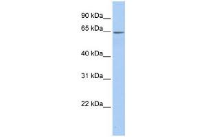 Image no. 1 for anti-Arylsulfatase E (ARSE) (Middle Region) antibody (ABIN2776926)
