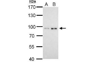 Image no. 4 for anti-Signal Transducer and Activator of Transcription 3 (Acute-Phase Response Factor) (STAT3) (C-Term) antibody (ABIN2855865)