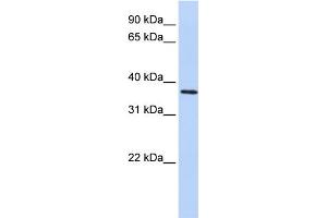 Image no. 1 for anti-F-Box Protein 8 (FBXO8) (Middle Region) antibody (ABIN2785927)