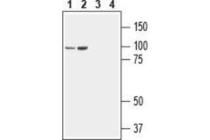Western blot analysis of rat (lanes 1 and 3) and mouse (lanes 2 and 4) brain lysate: - 1,2.