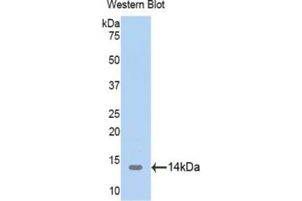 TRX2 antibody  (AA 60-166)