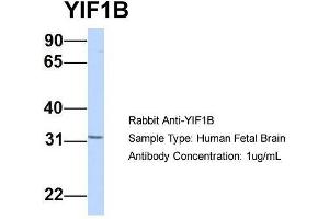 Image no. 2 for anti-Yip1 Interacting Factor Homolog B (YIF1B) (Middle Region) antibody (ABIN2782053)