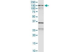 WDHD1 antibody  (AA 1031-1128)