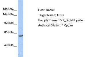 Image no. 1 for anti-Triple Functional Domain Protein (TRIO) (C-Term) antibody (ABIN2784232)