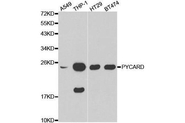 PYCARD anticorps  (AA 50-195)
