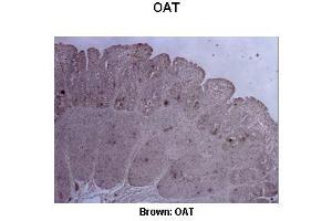Image no. 3 for anti-Ornithine Aminotransferase (OAT) (C-Term) antibody (ABIN2783234)