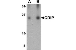Image no. 1 for anti-LITAF-Like Protein (CDIP1) (Middle Region) antibody (ABIN1030904)