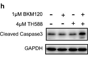 Image no. 35 for anti-Glyceraldehyde-3-Phosphate Dehydrogenase (GAPDH) antibody (ABIN3020541)