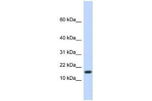 HERC4 antibody  (N-Term)