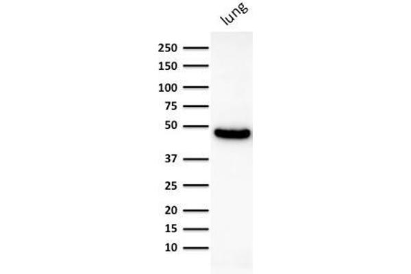 anti-Keratin 19 (KRT19) antibody