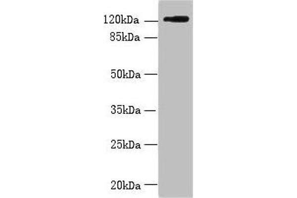 SLC4A8 antibody  (AA 1-300)