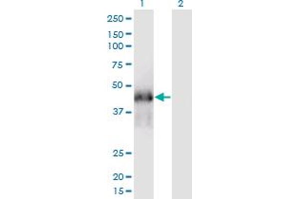 FAM122A Antikörper  (AA 1-287)