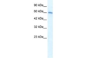 Image no. 1 for anti-Cholinergic Receptor, Nicotinic, alpha 7 (Neuronal) (CHRNA7) (Middle Region) antibody (ABIN630113)