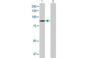 Image no. 2 for anti-Regulatory Factor X 2 (RFX2) (AA 1-723) antibody (ABIN519756)