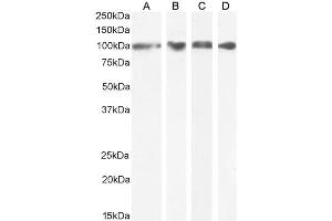 Image no. 1 for anti-Heat Shock Protein 90kDa beta (Grp94), Member 1 (HSP90B1) (Internal Region) antibody (ABIN185655)