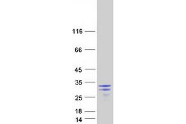 CCDC134 Protein (Coiled-Coil Domain Containing 134) (Myc-DYKDDDDK Tag)
