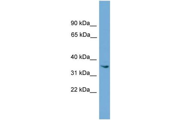 anti-Ankyrin Repeat and SOCS Box Containing 17 (ASB17) (Middle Region) antibody