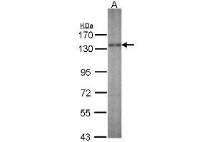 Image no. 2 for anti-Kinesin Family Member 5A (KIF5A) (C-Term) antibody (ABIN2855981)