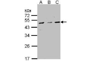 Image no. 2 for anti-Cytochrome P450, Family 7, Subfamily B, Polypeptide 1 (CYP7B1) (C-Term) antibody (ABIN2855947)