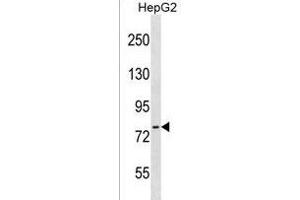 CTEN Antibody (N-term) (ABIN1539033 and ABIN2849943) western blot analysis in HepG2 cell line lysates (35 μg/lane).