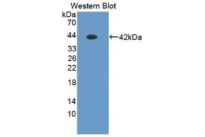 Image no. 2 for anti-Hephaestin (HEPH) (AA 24-366) antibody (ABIN1868354)