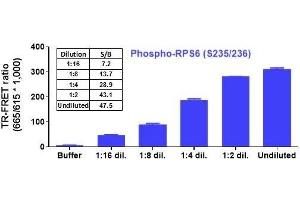 Image no. 2 for Phospho-Ribosomal Protein S6 (S235/236) TR-FRET Cellular Assay Kit (ABIN6938972)