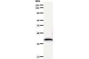 BTAF1 antibody