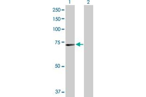 MEF2D antibody  (AA 1-521)