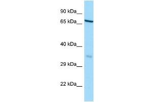 Image no. 1 for anti-HAUS Augmin-Like Complex, Subunit 3 (HAUS3) (N-Term) antibody (ABIN2790543)