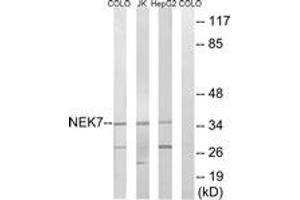 Image no. 1 for anti-NEK7 (NEK7) (AA 101-150) antibody (ABIN1535334)