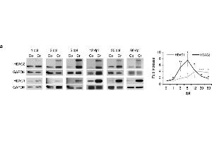 Image no. 15 for anti-Histone Deacetylase 1 (HDAC1) (Center) antibody (ABIN2854776)