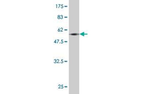 HOXA9 antibody  (AA 1-272)