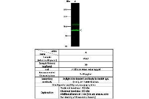 Image no. 1 for anti-Kell Blood Group, Metallo-Endopeptidase (KEL) (C-Term) antibody (ABIN6925373)